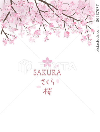 Cherry blossom background spring 86387677