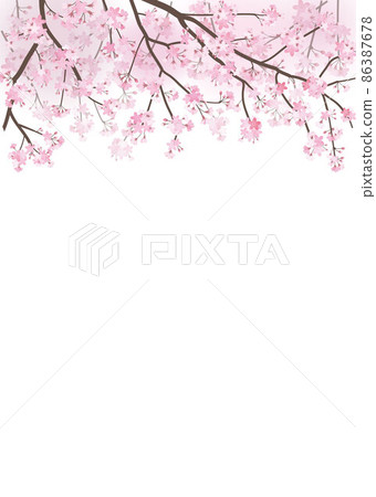 Cherry blossom background spring 86387678