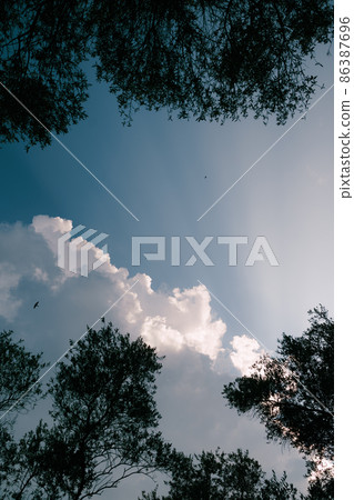 White clouds against a blue sky through the green crowns of trees. Bottom view White clouds against a blue sky through the green crowns of trees. Bottom view 86387696