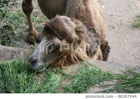 Bactrian camel at Tennoji Zoo Bactrian camel at Tennoji Zoo 86387844