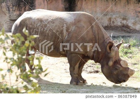天王寺動物園的黑犀牛 86387849