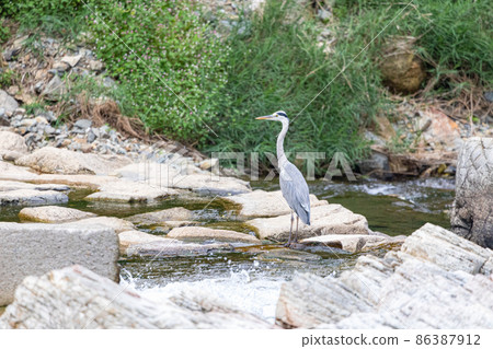  Water heron 86387912