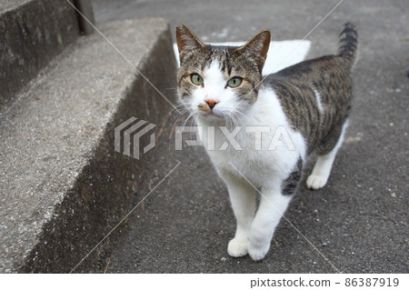 Friendly male cat Friendly male cat 86387919