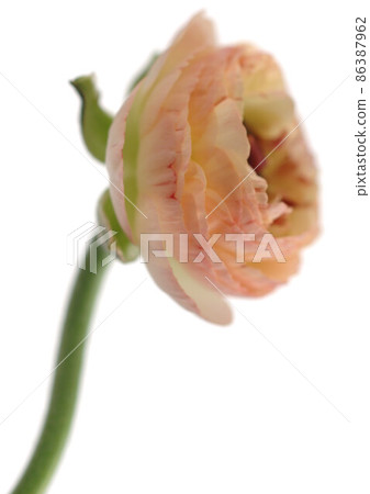 Ranunculus flower, close-up Ranunculus flower, close-up 86387962