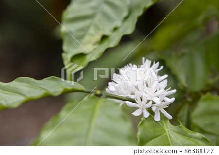 Coffee flower blossom with white color close up view. 86388127