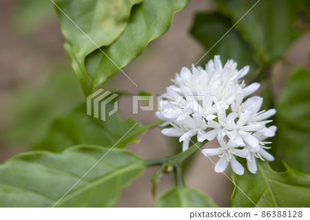 Coffee flower blossom with white color close up view. 86388128