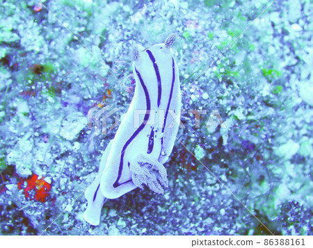 Nudibranch inhabiting the sea of Izu 86388161
