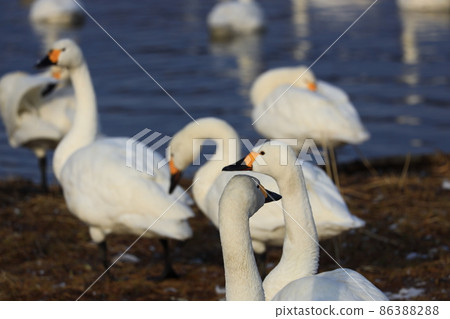 Flock of swans 86388288