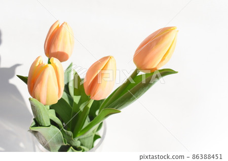 淡橙色鬱金香'芒果魅力' 86388451