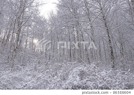 fairy tale dream world snow covered white birch forest fairy tale dream world snow covered white birch forest 86388604