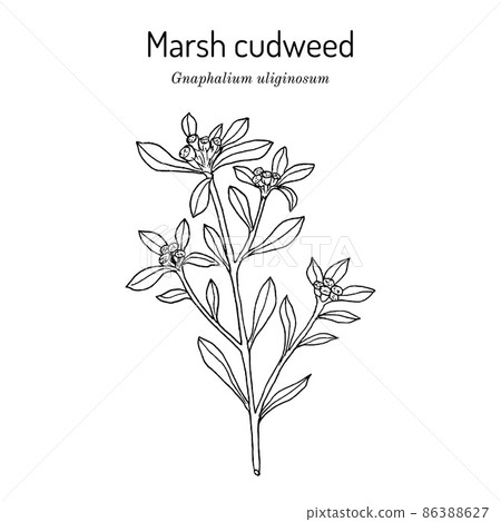 Marsh cudweed Gnaphalium uliginosum , medicinal plant Marsh cudweed Gnaphalium uliginosum , medicinal plant 86388627
