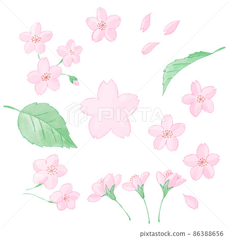 A set of hand-painted watercolor-style illustrations of cherry blossom petals and leaves A set of hand-painted watercolor-style illustrations of cherry blossom petals and leaves 86388656