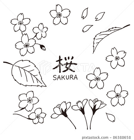 A set of hand-drawn line art illustrations of cherry blossom petals and leaves A set of hand-drawn line art illustrations of cherry blossom petals and leaves 86388658