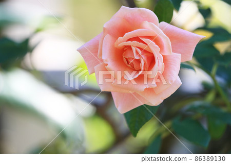Rose of pink 86389130