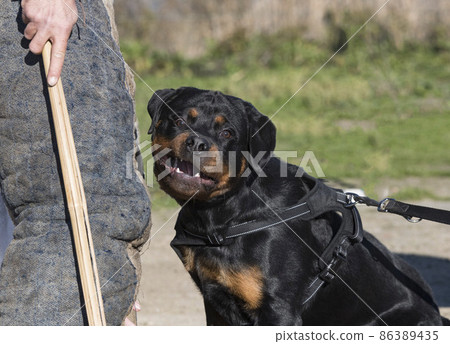 training ofottweiler training ofottweiler 86389435