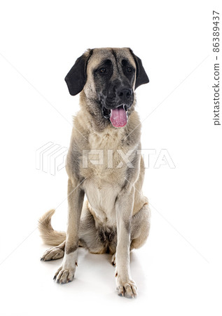 Kangal Shepherd Dog 86389437