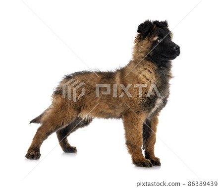 puppy malinois in studio puppy malinois in studio 86389439