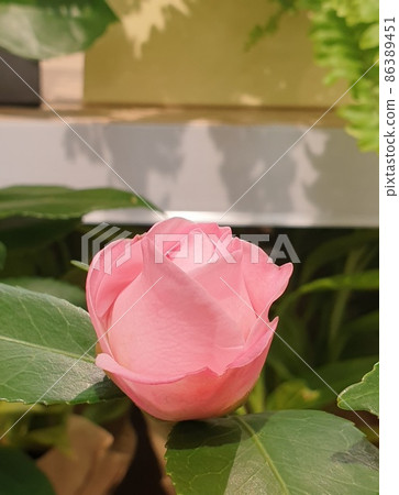 花 86389451