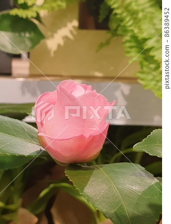 Flower 86389452