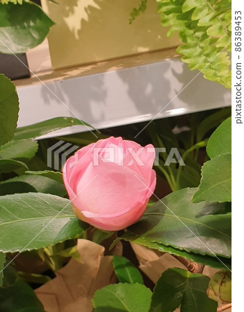 Flower 86389453