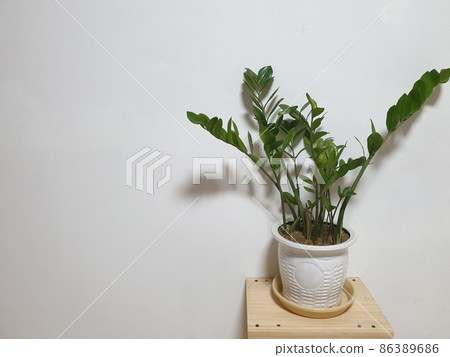 廠 86389686