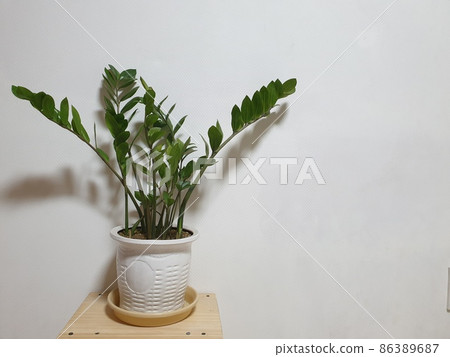 廠 86389687