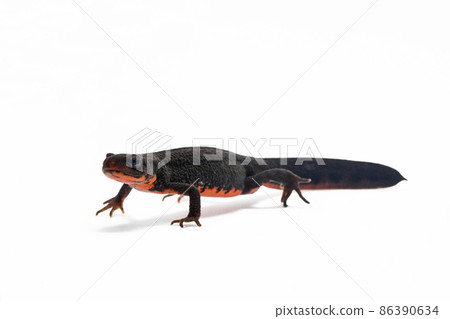 Japanese fire belly newt male Japanese fire belly newt male 86390634