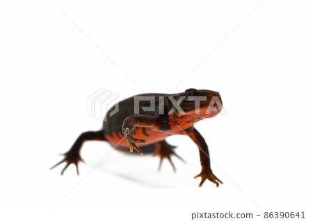 日本火腹蠑螈雄性 日本火腹蠑螈雄性 86390641