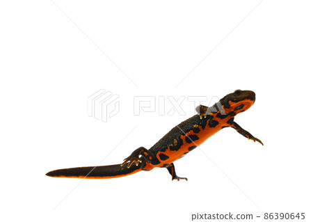 Japanese fire belly newt female Japanese fire belly newt female 86390645