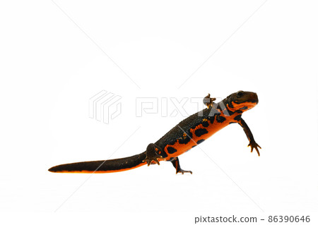 Japanese fire belly newt female Japanese fire belly newt female 86390646