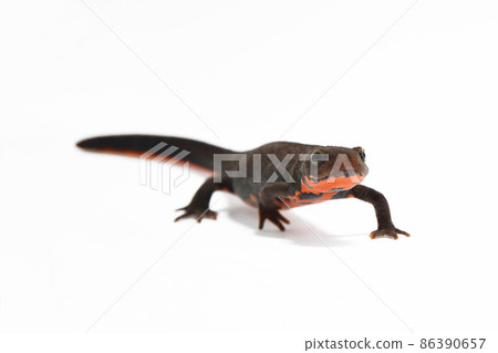 日本火腹蠑螈雌 日本火腹蠑螈雌 86390657