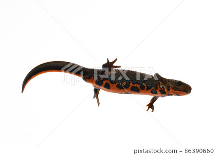 Japanese fire belly newt female Japanese fire belly newt female 86390660
