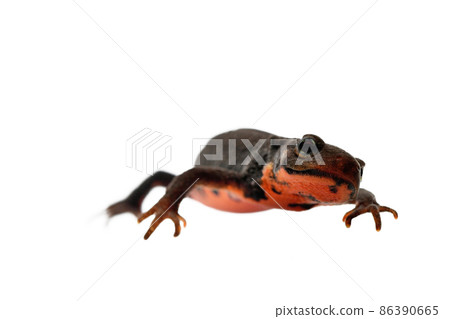 日本火腹蠑螈雄性 86390665