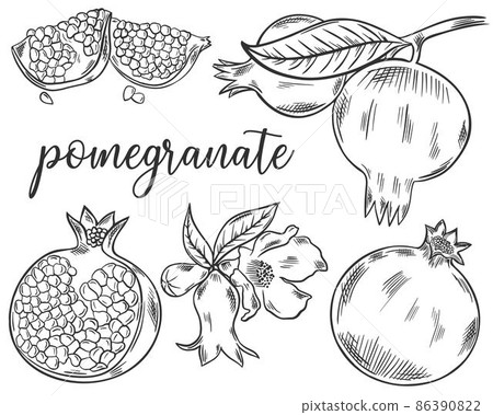 Set of sketch pomegranate fruits 86390822