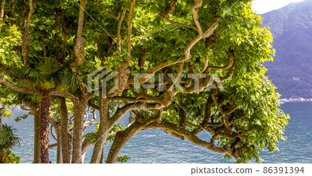 Villa del Balbianello, lake Como, Lenno, italy 86391394