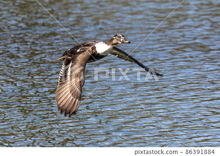 Wild duck or mallard, Anas platyrhynchos flying over a lake in Munich, Germany 86391884