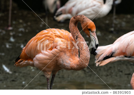 The American flamingo, Phoenicopterus ruber is a large species of flamingo The American flamingo, Phoenicopterus ruber is a large species of flamingo 86391903