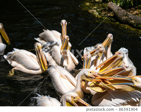 Great White Pelican, Pelecanus onocrotalus in a park Great White Pelican, Pelecanus onocrotalus in a park 86391904