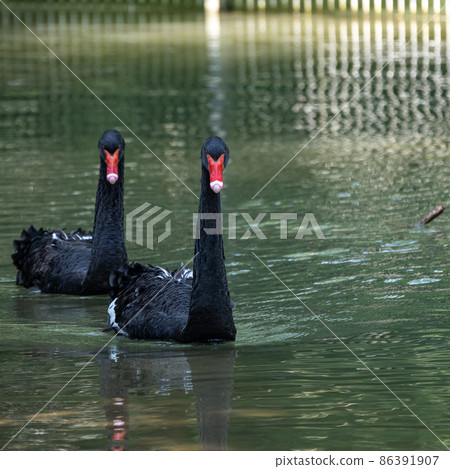 Black Swan, Cygnus atratus in a german nature park 86391907