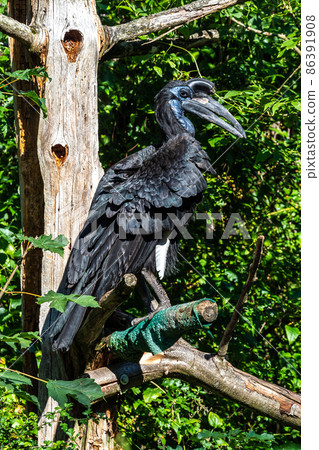 Abyssinian northern Ground Hornbill, Bucorvus abyssinicus strange bird 86391908