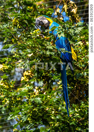 The Blue-and-yellow Macaw, Ara ararauna is a large South American parrot 86391909