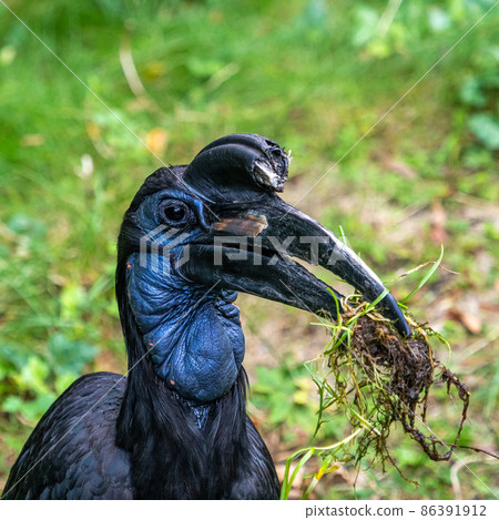 Abyssinian northern Ground Hornbill, Bucorvus abyssinicus strange bird Abyssinian northern Ground Hornbill, Bucorvus abyssinicus strange bird 86391912