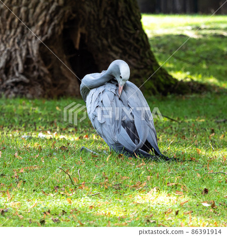 The Blue Crane, Grus paradisea, is an endangered bird 86391914