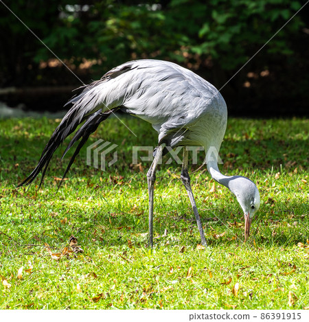 The Blue Crane, Grus paradisea, is an endangered bird 86391915