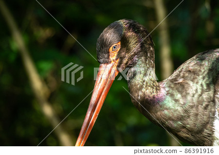 Black stork, Ciconia nigra in a german nature park 86391916