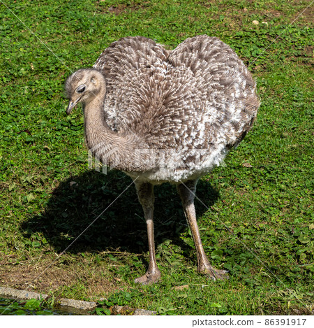 Darwin's rhea, Rhea pennata also known as the lesser rhea. 86391917