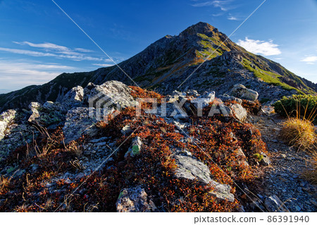 Autumn leaves on the ridge and the summit of Mt. Kitadake in the Southern Alps 86391940