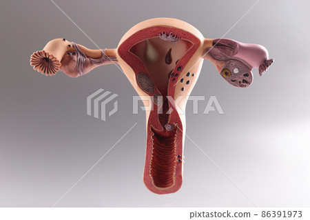 Closeup of artificial plastic model of uterus and ovaries on gray background 86391973