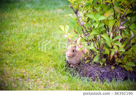 cute grey rabbit hiding under the green bushes in the park near the grass field under the sun cute grey rabbit hiding under the green bushes in the park near the grass field under the sun 86392190