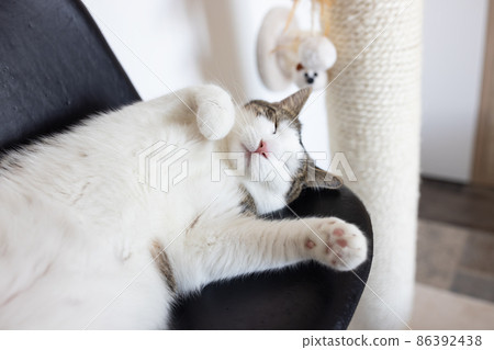 Relaxed cat lying and sleeping on leather chair next to scratching post 86392438